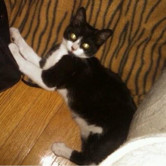 ZORRO SAYS “RELAX” - Picture 6 of 16